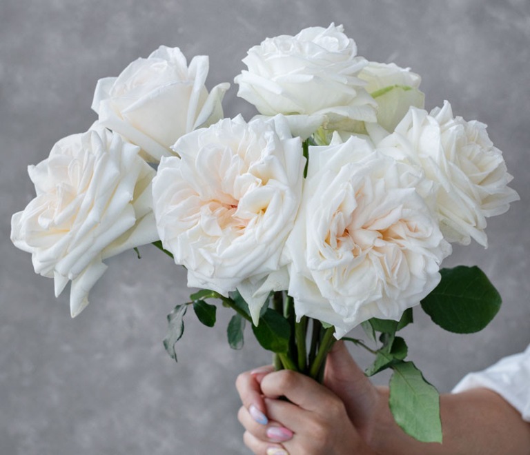 Ý nghĩa của tên hoa hồng Ohara: Nó tượng trưng cho tình yêu ngọt ngào và yên bình