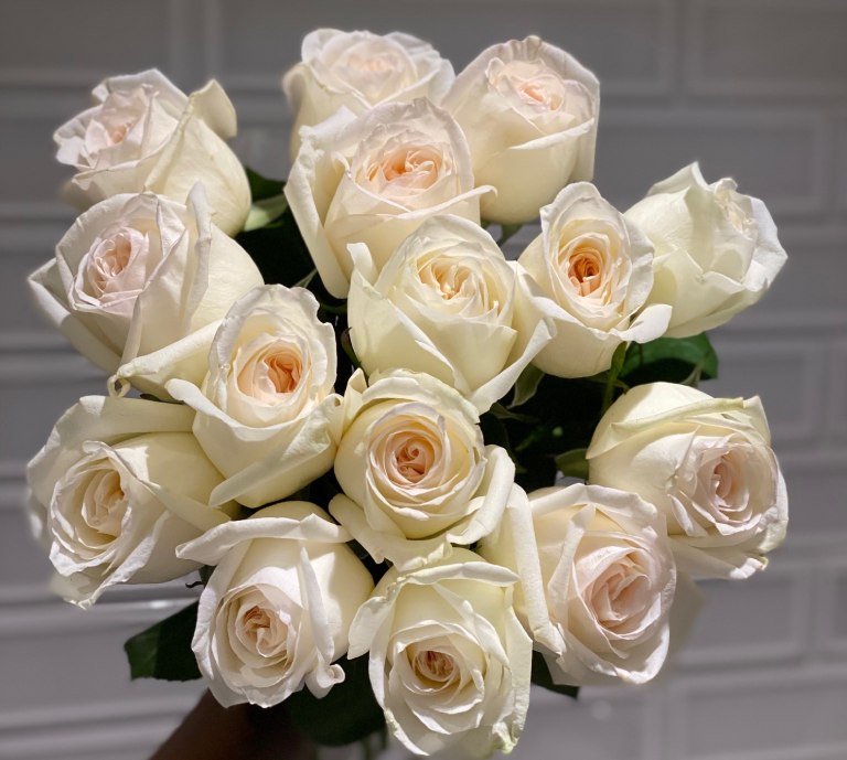 Ý nghĩa tên hoa hồng Ohara: Nó tượng trưng cho tình yêu ngọt ngào và yên bình